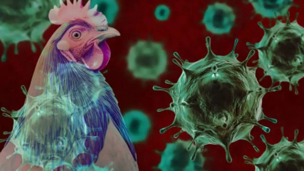 Bird flu: 6,000 chickens culled, 1 km infection zone declared in Patna